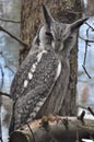 Southern White-faced Owl Ptilopsis granti Royalty Free Stock Photo