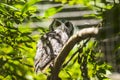 Southern White-Faced Owl Ptilopsis granti Royalty Free Stock Photo