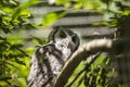 Southern White-Faced Owl Ptilopsis granti Royalty Free Stock Photo