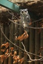 Southern white-faced owl (Ptilopsis granti). Royalty Free Stock Photo