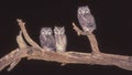 Southern White-Faced Owl Trio Royalty Free Stock Photo