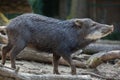 Southern white-lipped peccary Tayassu pecari albirostris Royalty Free Stock Photo