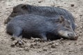 Southern white-lipped peccary Tayassu pecari albirostris