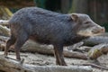 Southern white-lipped peccary Tayassu pecari albirostris