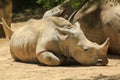 A southern white rhino calf lying next to its mother Royalty Free Stock Photo