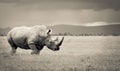 Southern white rhino Royalty Free Stock Photo