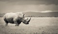 A southern white rhino in the expansive ol pejeta conservancy Royalty Free Stock Photo