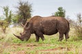 Southern White Rhino male grazing on the open savannah Royalty Free Stock Photo