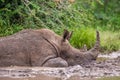 Southern White rhino relaxing in the Hluhluwe-Imfolozi game reserve