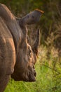 Southern White rhino relaxing in the Hluhluwe-Imfolozi game reserve