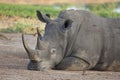 Southern white rhino Royalty Free Stock Photo