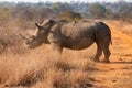 Southern White Rhino or Rhinoceros, South Africa Royalty Free Stock Photo
