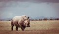 Southern white rhino Royalty Free Stock Photo