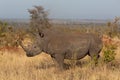 Southern white rhino standing in the African savannah