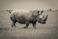 A Closeup Shot of a Southern White Rhino Royalty Free Stock Photo