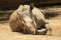 A southern white rhino relaxing on a hot day