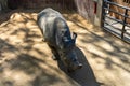 Southern white rhinoceros Ceratotherium simum simum in Barcelona Zoo Royalty Free Stock Photo