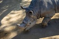 Southern white rhinoceros Ceratotherium simum simum in Barcelona Zoo Royalty Free Stock Photo