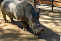 Southern white rhinoceros Ceratotherium simum simum in Barcelona Zoo Royalty Free Stock Photo