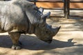 Southern white rhinoceros Ceratotherium simum simum in Barcelona Zoo Royalty Free Stock Photo