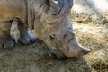 Southern white rhinoceros Ceratotherium simum simum in Barcelona Zoo Royalty Free Stock Photo