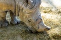 Southern white rhinoceros Ceratotherium simum simum in Barcelona zoo Royalty Free Stock Photo