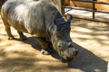 Southern white rhinoceros Ceratotherium simum simum in Barcelona zoo Royalty Free Stock Photo