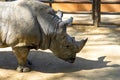 Southern white rhinoceros Ceratotherium simum simum in Barcelona zoo Royalty Free Stock Photo