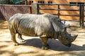 Southern white rhinoceros Ceratotherium simum simum in Barcelona zoo Royalty Free Stock Photo