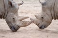 Southern white rhinoceros Ceratotherium simum simum. Critically endangered animal species Royalty Free Stock Photo