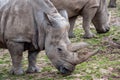 Southern white rhinoceros Ceratotherium simum simum. Critically endangered animal species Royalty Free Stock Photo