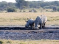 Southern White rhinoceros, Ceratotherium simum simum, female with baby going to waterhole in Botswana Royalty Free Stock Photo