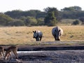 Southern White rhinoceros, Ceratotherium simum simum, female with baby going to waterhole in Botswana Royalty Free Stock Photo