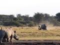 Southern White rhinoceros, Ceratotherium simum simum, female with baby going to waterhole in Botswana Royalty Free Stock Photo