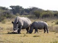 Southern White rhinoceros, Ceratotherium simum simum, female with baby going to waterhole in Botswana Royalty Free Stock Photo