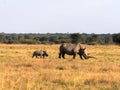 Southern White rhinoceros, Ceratotherium simum simum, female with baby going to waterhole in Botswana Royalty Free Stock Photo