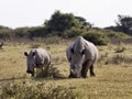 Southern White rhinoceros, Ceratotherium simum simum, female with baby going to waterhole in Botswana Royalty Free Stock Photo