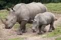 Southern white rhinoceros Ceratotherium simum.