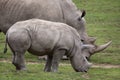 Southern white rhinoceros Ceratotherium simum. Royalty Free Stock Photo