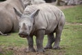 Southern white rhinoceros Ceratotherium simum. Royalty Free Stock Photo
