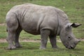 Southern white rhinoceros Ceratotherium simum. Royalty Free Stock Photo