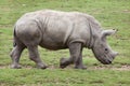 Southern white rhinoceros Ceratotherium simum. Royalty Free Stock Photo