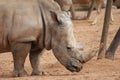 Southern White Rhinoceros - Ceratotherium simum simum Royalty Free Stock Photo