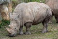 Southern white rhinoceros Ceratotherium simum simum. Criticall Royalty Free Stock Photo