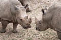 Southern white rhinoceros Ceratotherium simum simum. Critically endangered animal species Royalty Free Stock Photo