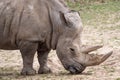 Southern white rhinoceros Ceratotherium simum simum. Critically endangered animal species Royalty Free Stock Photo