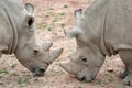 Southern white rhinoceros Ceratotherium simum simum. Critically endangered animal species Royalty Free Stock Photo