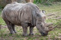 Southern white rhinoceros Ceratotherium simum simum. Critically endangered animal species Royalty Free Stock Photo