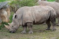 Southern white rhinoceros Ceratotherium simum simum Royalty Free Stock Photo