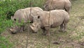 Southern white rhinoceros (Ceratotherium simum simum). Critically endangered animal species Royalty Free Stock Photo